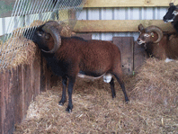Soay Rams