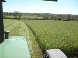 Mowing Red Clover Silage