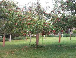 Organic Apple Orchard