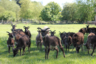 soay flock in spring close